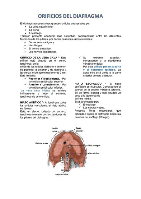 Orificios del Diafragma 