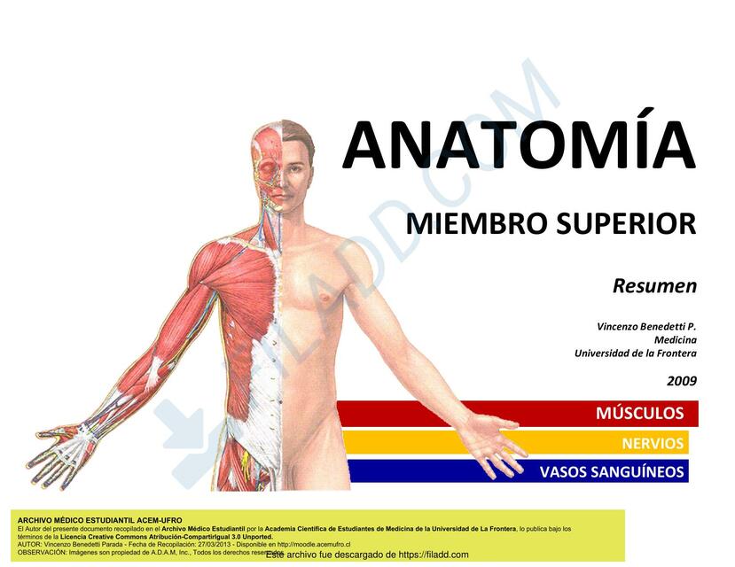 Anatomía- Miembro Superior