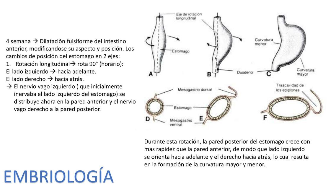 Estómago: Embriología e Histología 