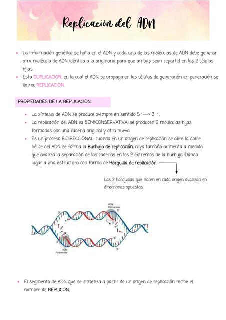 Resumen Replicación del ADN- Biología Celular