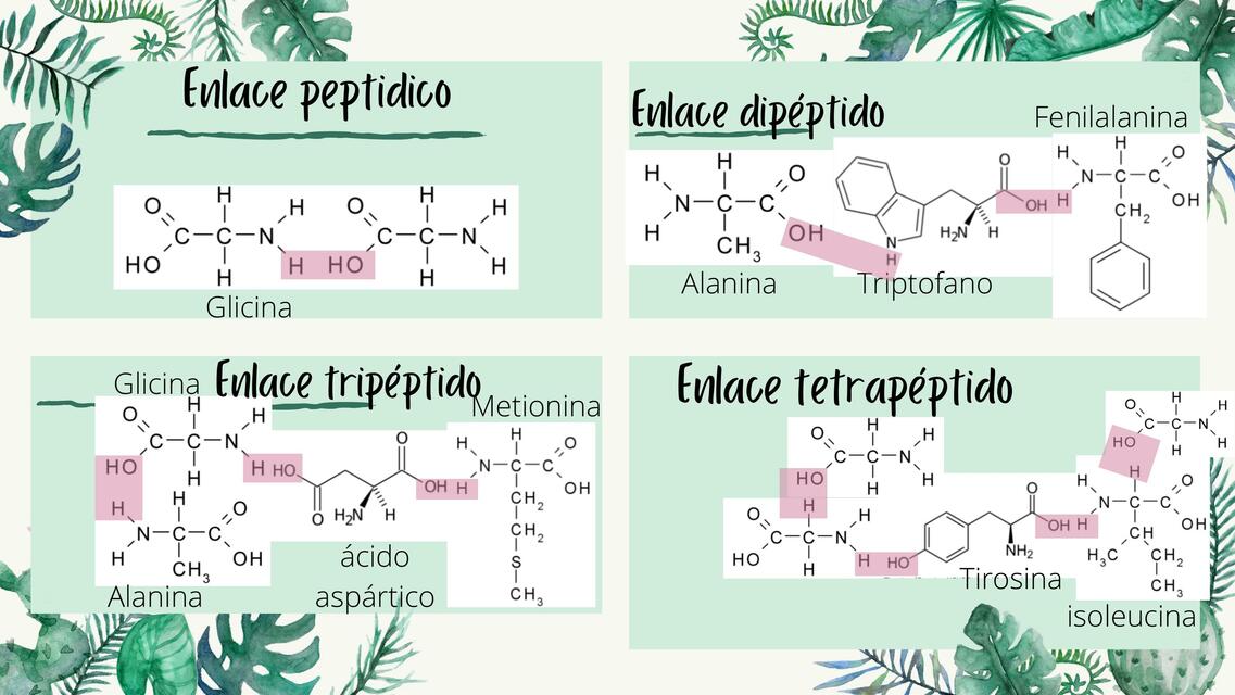 Ejemplos de Tipos de Enlace Peptídico