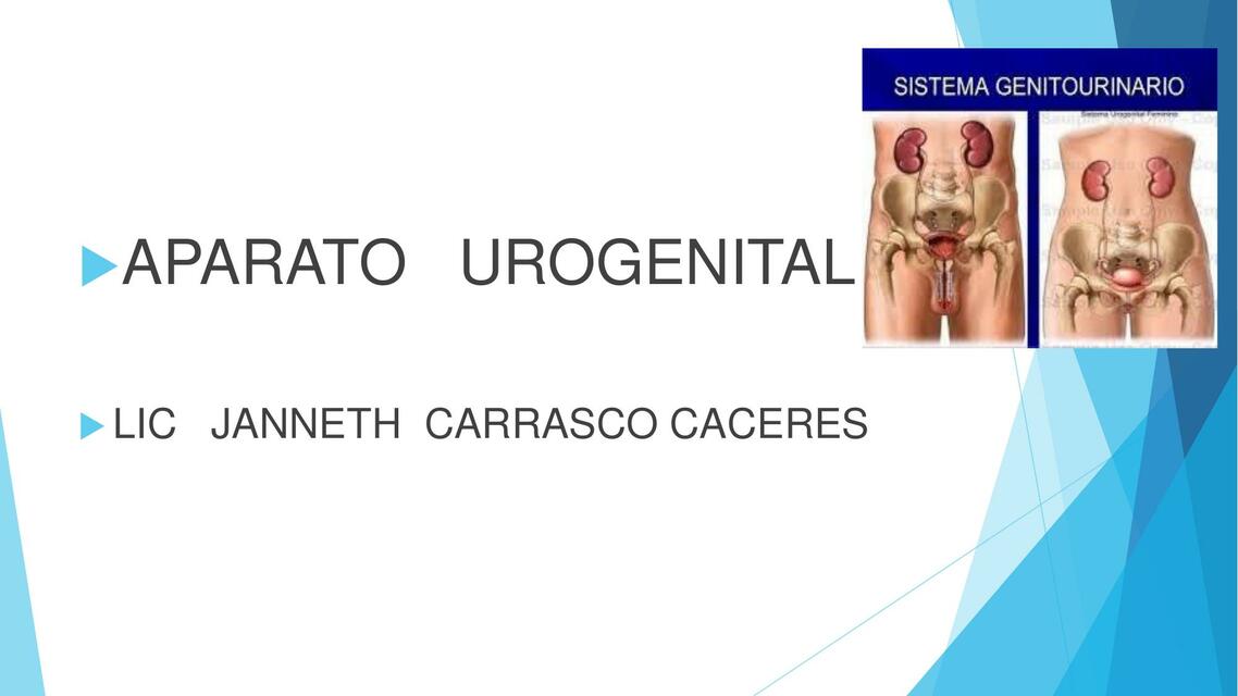 Aparato Urogenital 