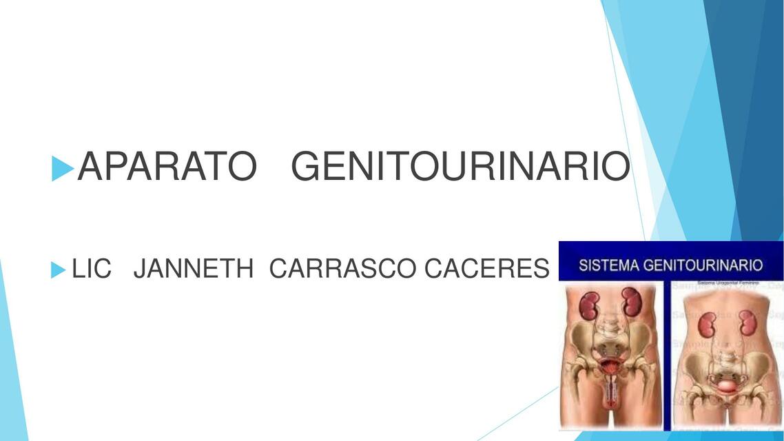 Aparato Genitourinario 