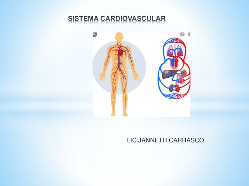 Sistema Cardiovascular 