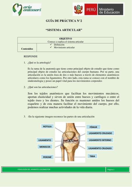 Sistema Articular