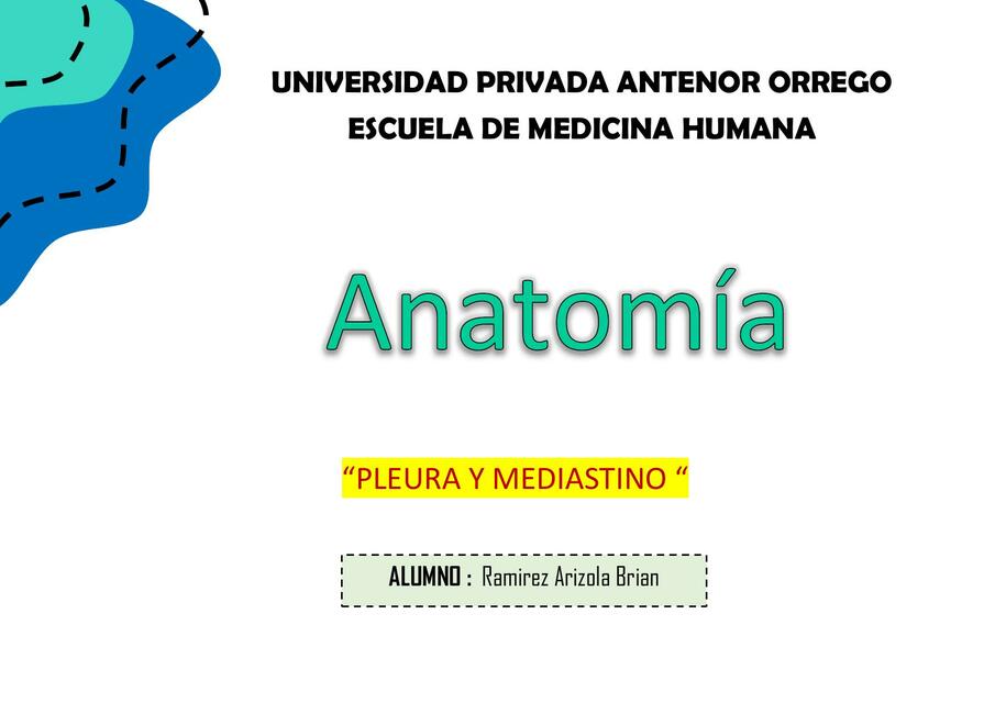 Anatomía de la pleura y mediastino