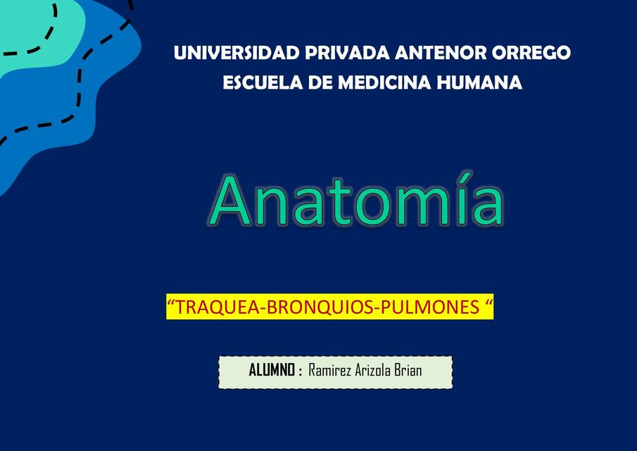 Anatomía sistema respiratorio 