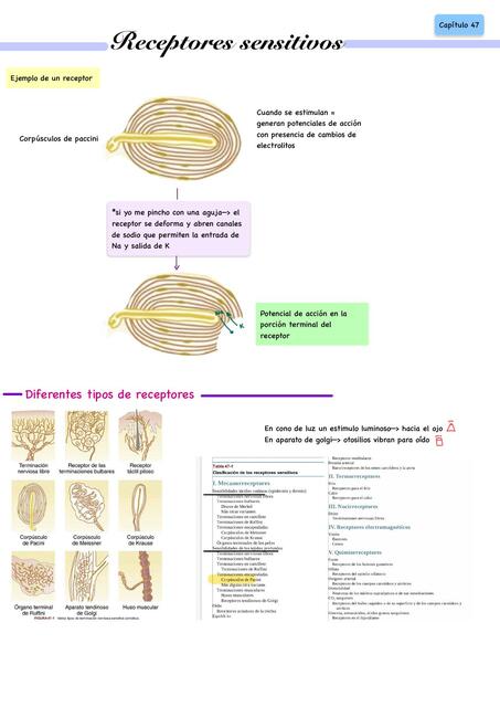 Receptores Sensitivos