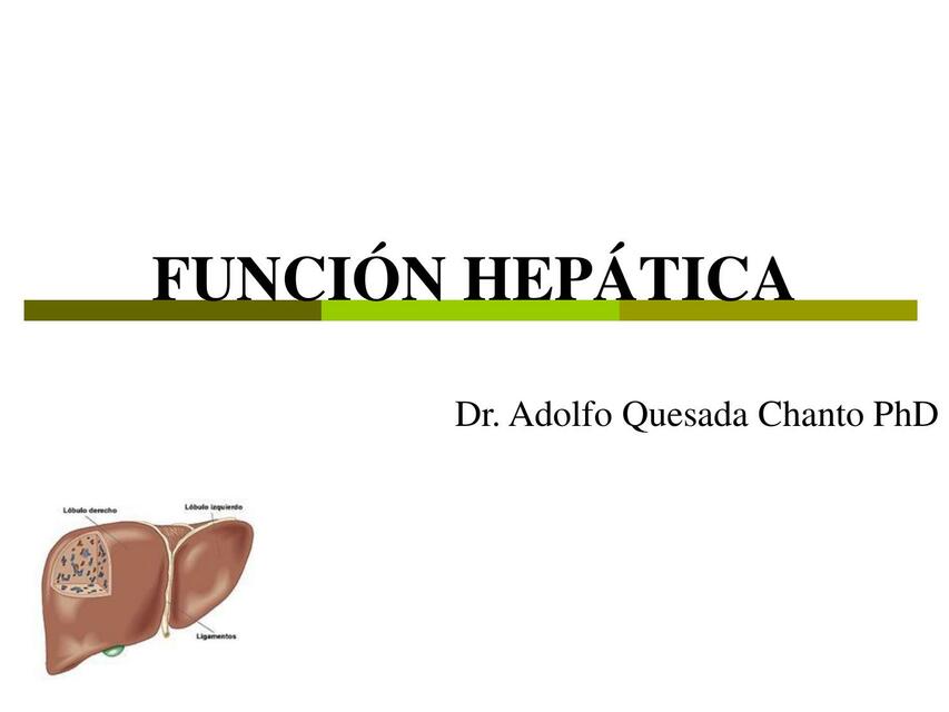 Función Hepática