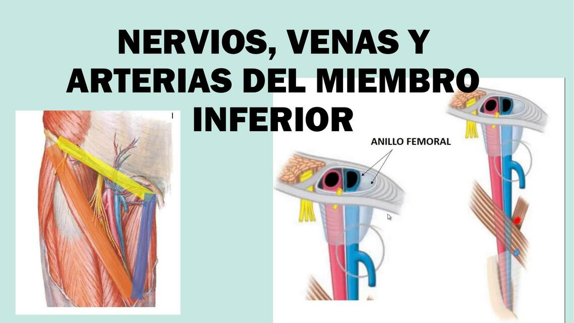 Nervios Venas y Arterias del Miembro Inferor