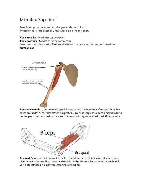 Miembro Superior