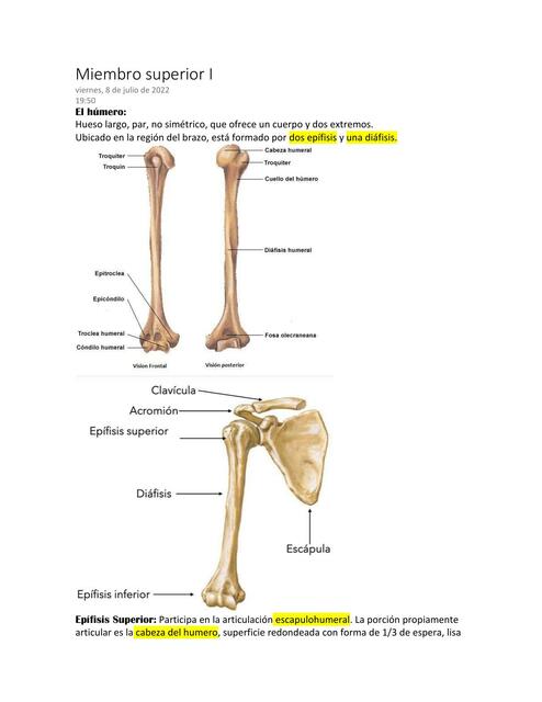 Miembro Superior