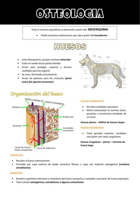 Osteología Animal