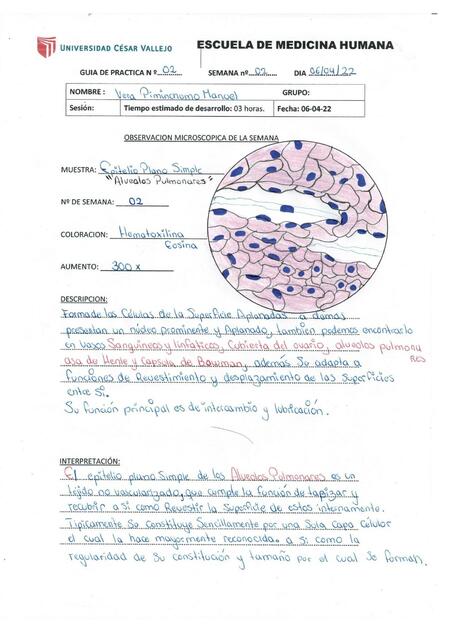 Muestra Epitelio Plano Simple