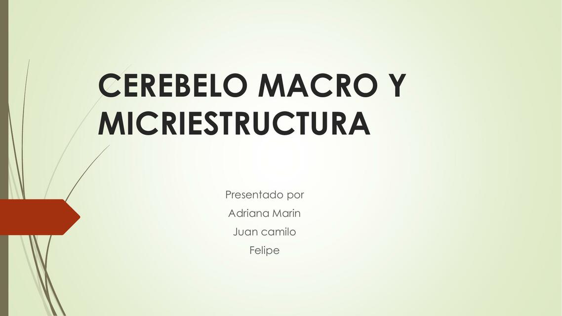 Cerebelo macro y microestructura