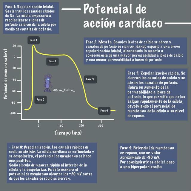 Potencial De Acción Cardíaco Med For Dummies Udocz 6737