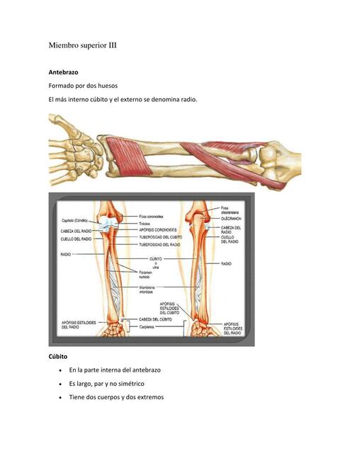Miembro Superior 