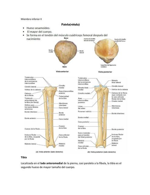 Miembro Inferior II
