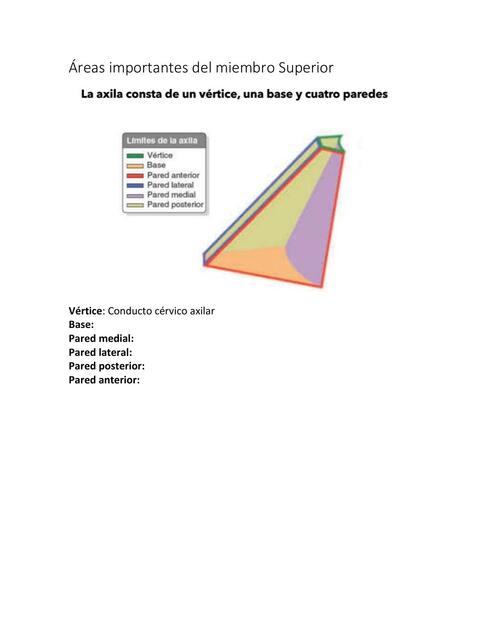 Áreas Importantes del Miembro Superior