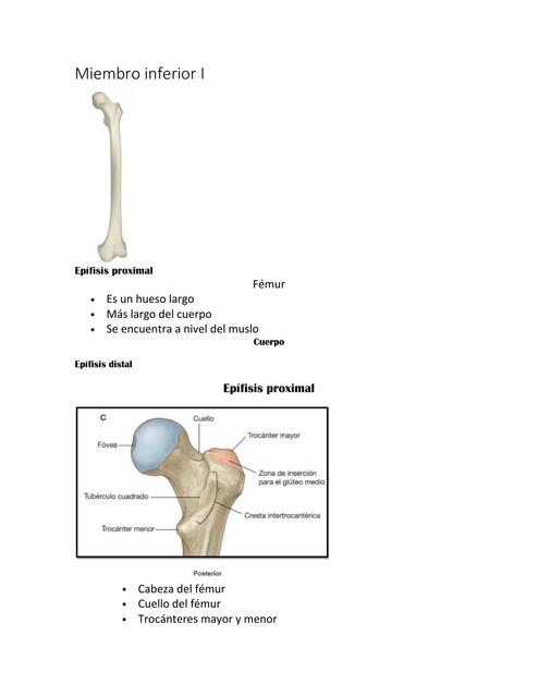 Miembro Inferior 