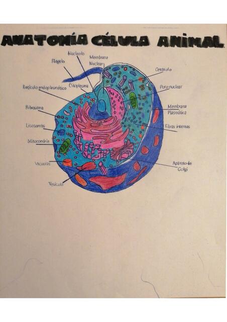 Célula Animal y Vegetal