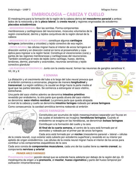 Embriología - Cabeza y Cuello 