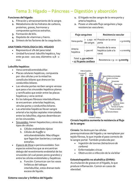 Hígado – Páncreas – Digestión y absorción