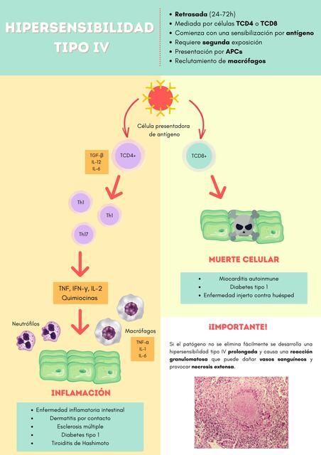 Hipersensibilidad tipo IV