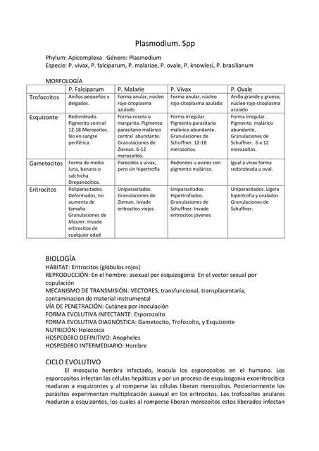 Plasmodium