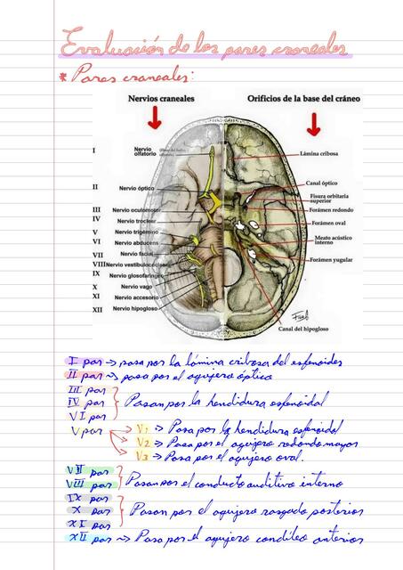 Evaluación de los Pares Craneales