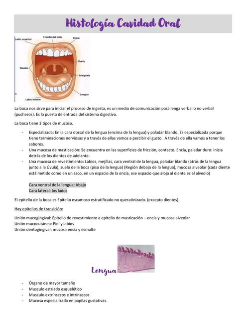 Cavidad oral y tubo digestivo