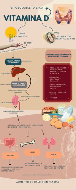 Infografía Vitamina D 