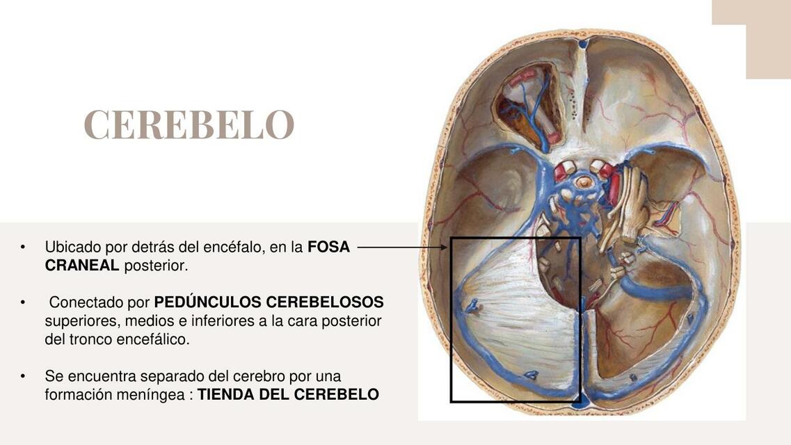 Cerebelo