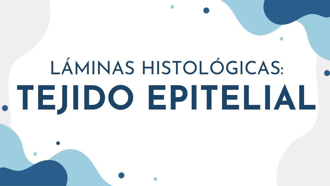 Láminas Histológicas: Tejido Epitelial