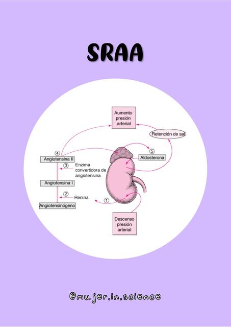 Sistema renina angiotensina aldosterona