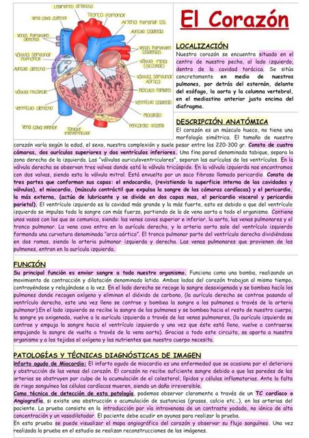 Anatomía y fisiología del corazón