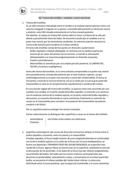 N2 - Neuroanatomia