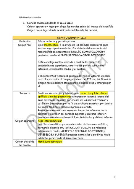 N3 Neuroanatomía