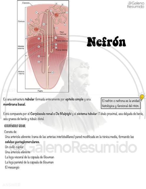 Flashcards Histología