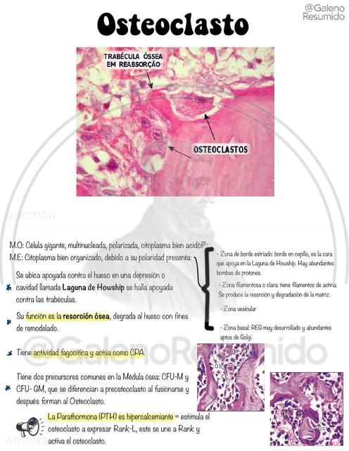 Flashcards Histología