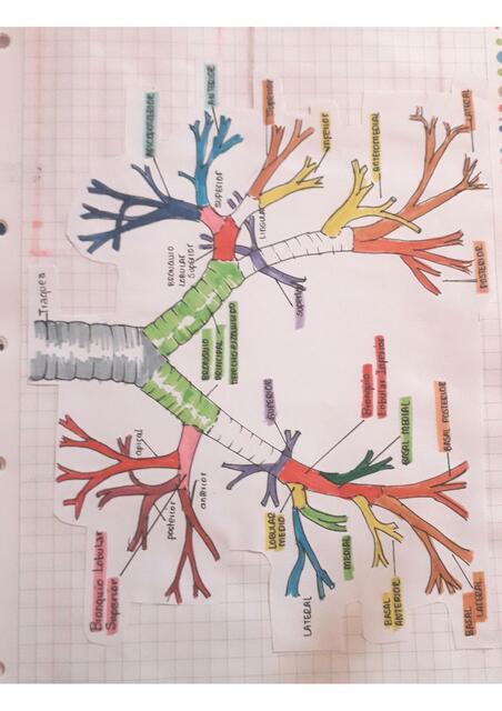 Pulmones 