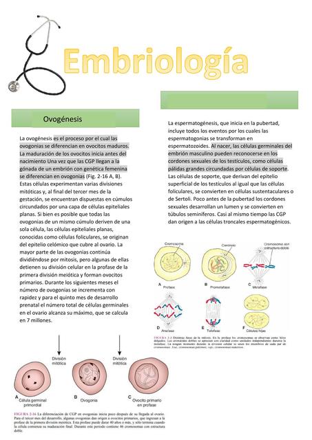 Ovogénesis y Espermatogénesis