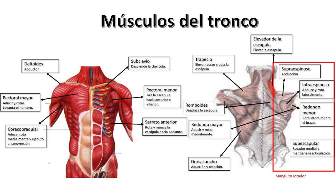 Musculos Anteriores Do Tronco FDPLEARN Musculos Anteriores Do Tronco FDPLEARN