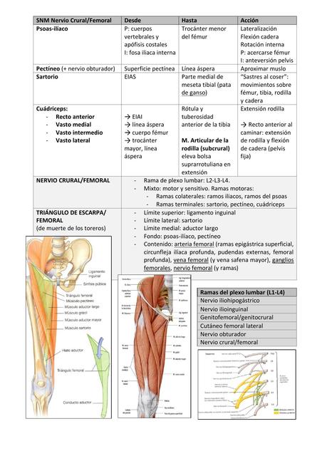 Aparato Locomotor Extremidad Inferior