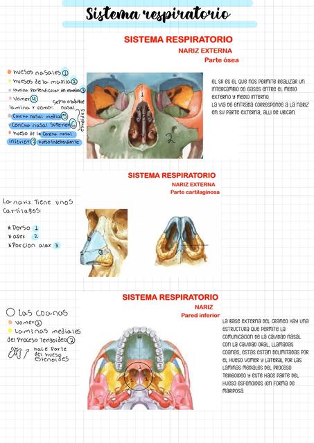 Sistema Respiratorio 