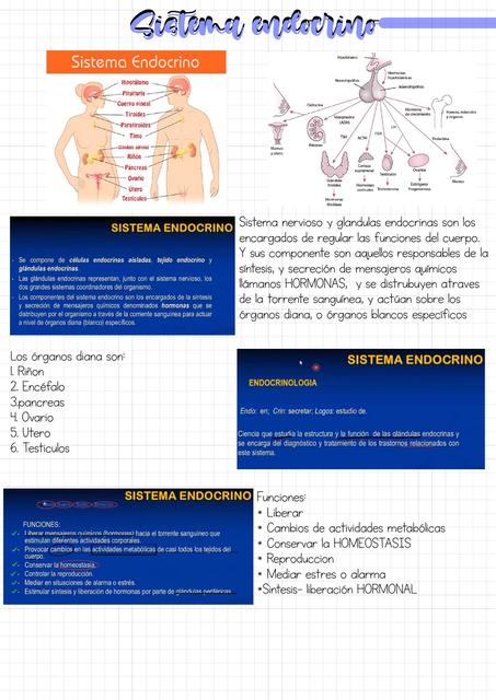 Sistema Endocrino