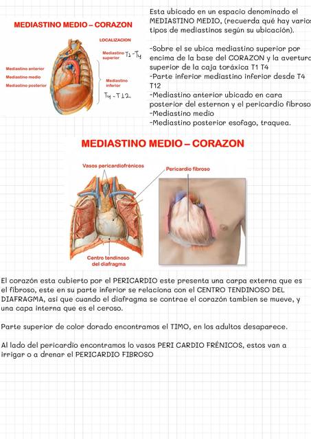 Sistema Cardiovascular