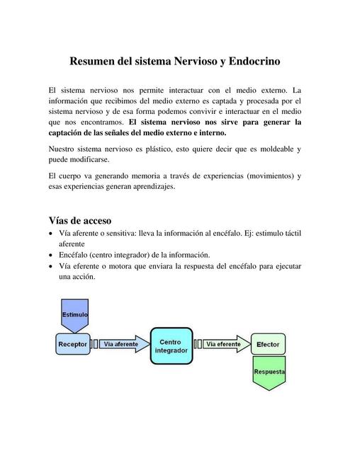 Resumen sistema nervioso y endocrino