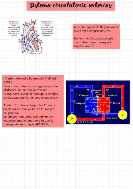 Sistema circulatorio 