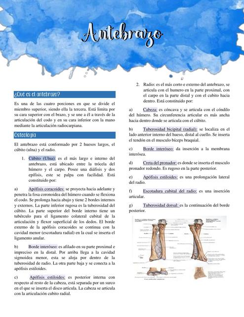 ANATOMIA ANTEBRAZO